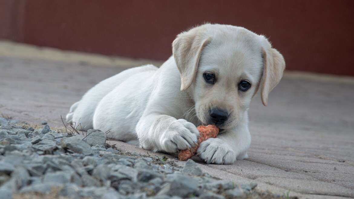 Köpek Maması Satın Alırken Yanılmamak İçin Ne Yapılmalı?