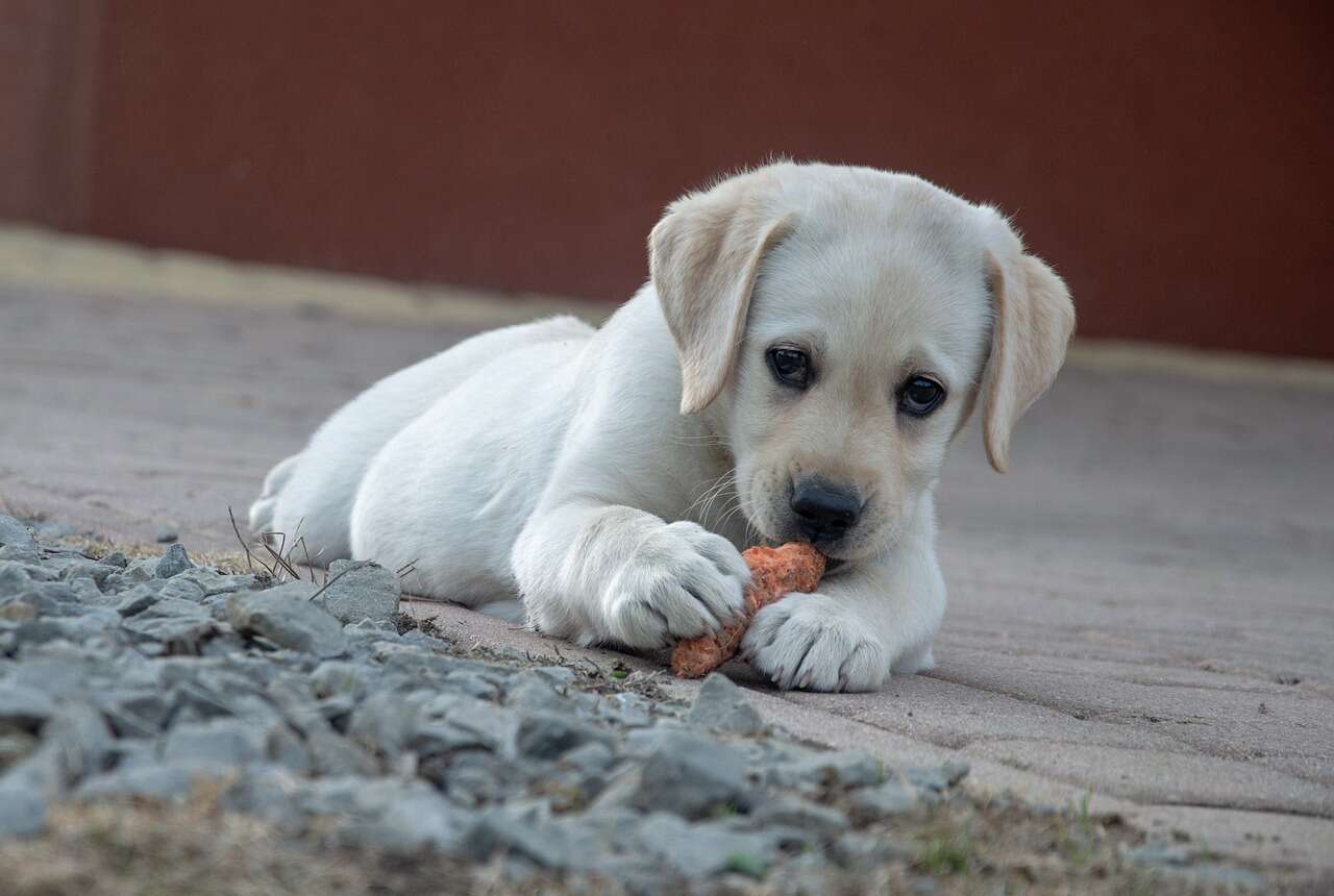 Köpek Maması Satın Alırken Yanılmamak İçin Ne Yapılmalı?