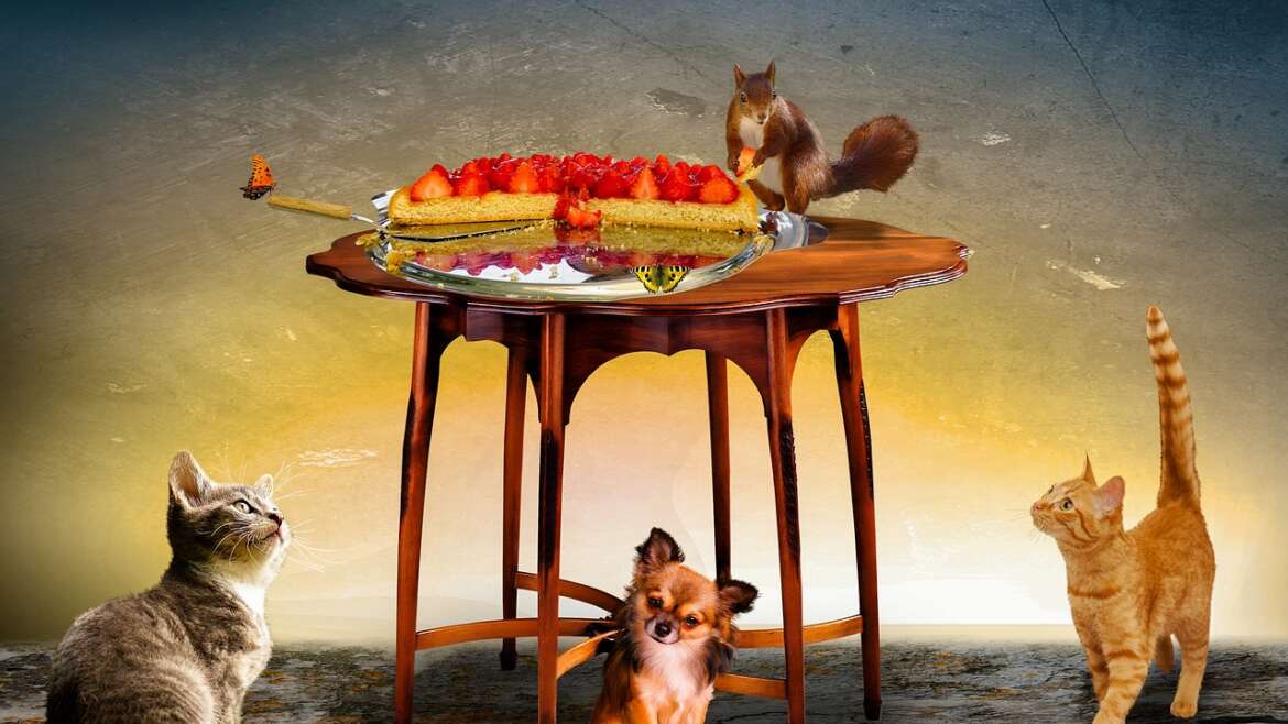 Köpek Maması Markaları Karşılaştırması