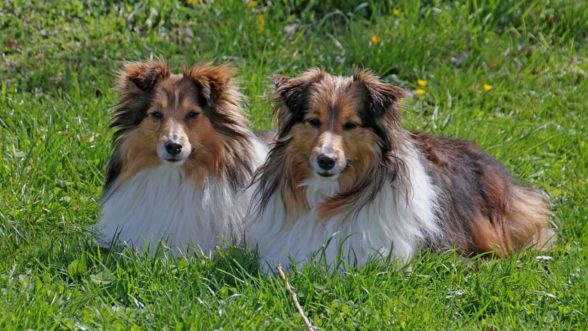 Köpeklerde Zamanlama ile İlgili Sağlık Sorunları