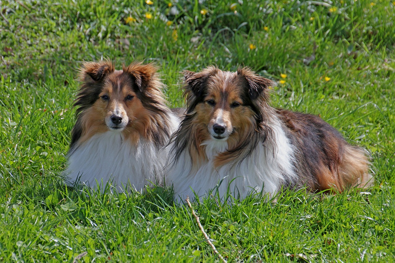 Köpeklerde Zamanlama ile İlgili Sağlık Sorunları