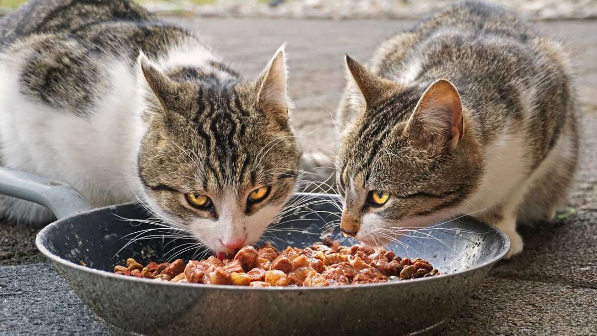 En İyi Kedi Mamaları Hakkında Kullanıcı Yorumları