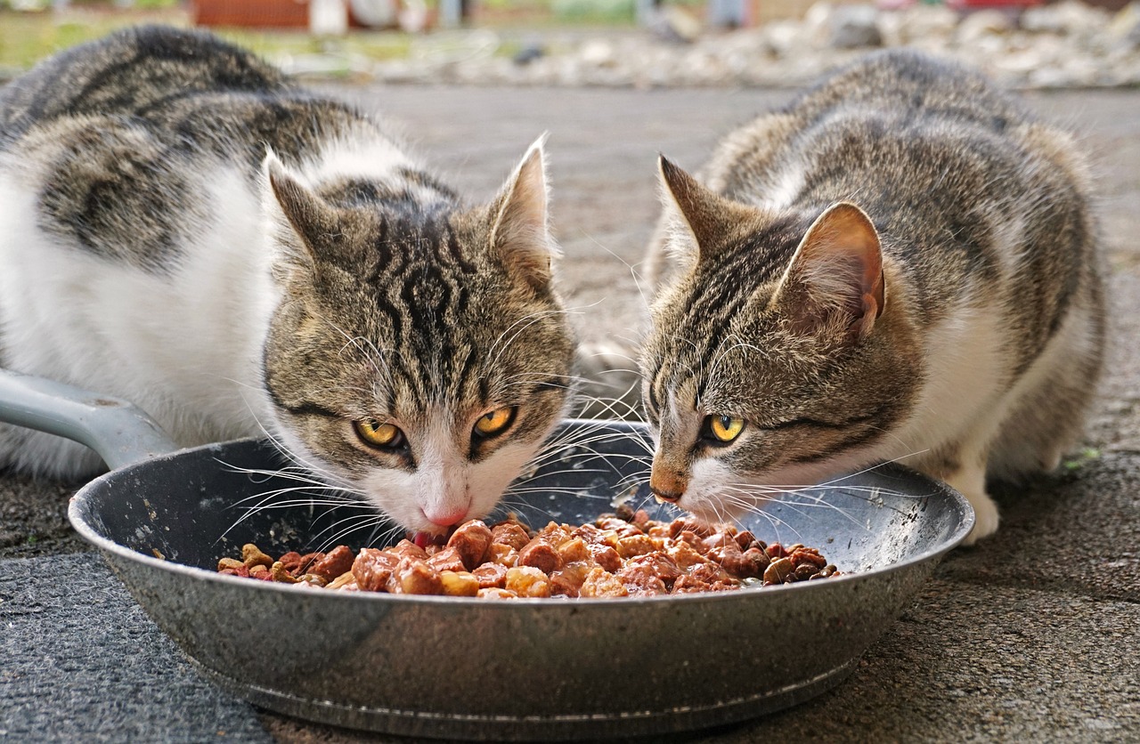 En İyi Kedi Mamaları Hakkında Kullanıcı Yorumları