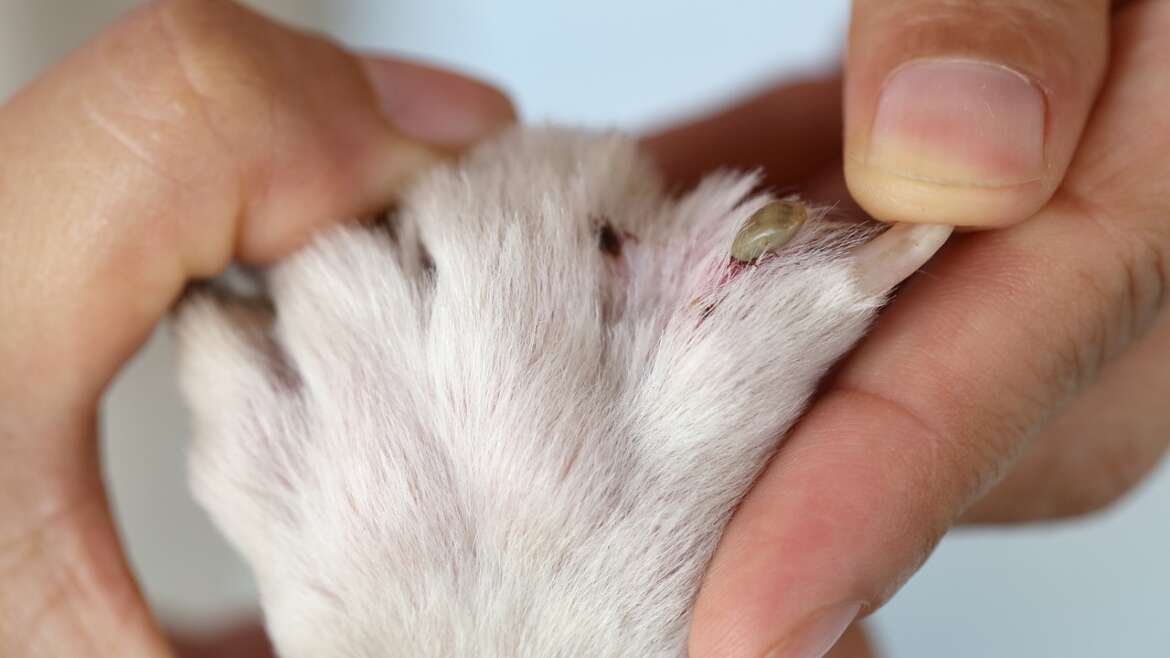 Köpeklerde Alerjik Dermatit: Belirtileri ve Tedavi Seçenekleri