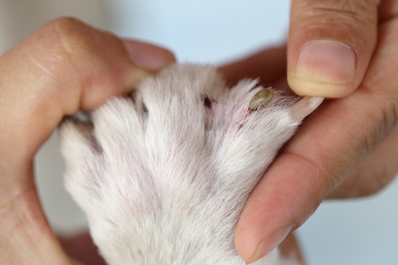 Köpeklerde Alerjik Dermatit: Belirtileri ve Tedavi Seçenekleri