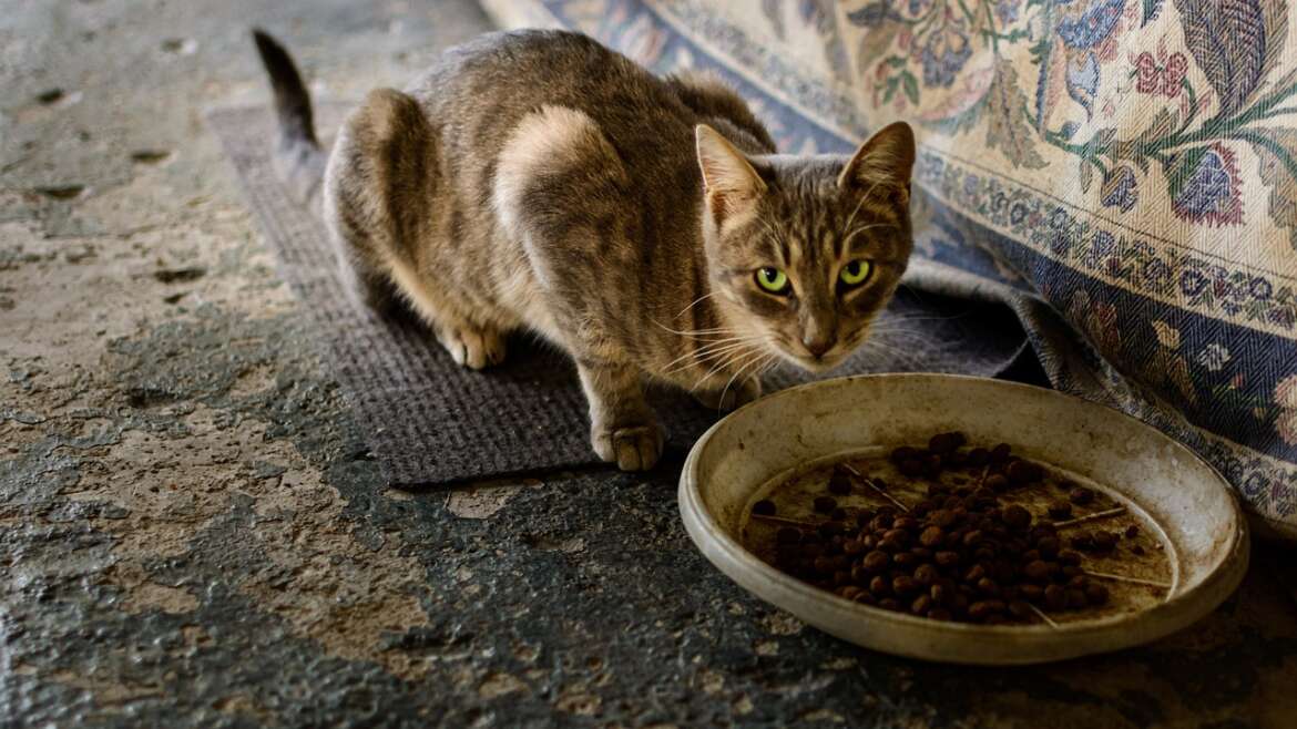 Kedi Mamalarında Sıkça Yapılan Yanlışlar