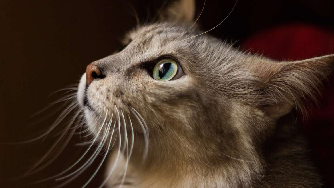 Kuru Kedi Maması mı, Yaş Mama mı?