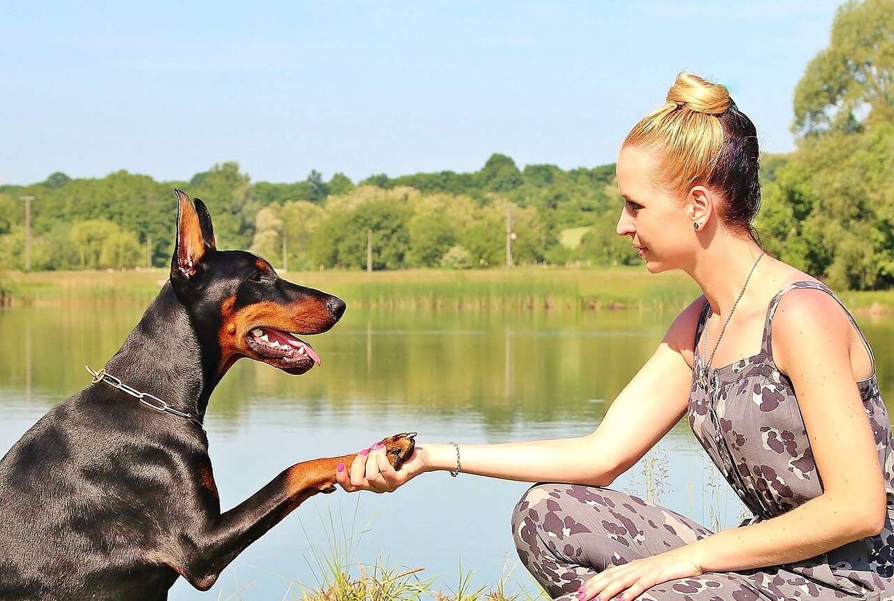 Köpeklerde kedi tırmığı hastalığı: Nedenleri ve tedavi seçenekleri