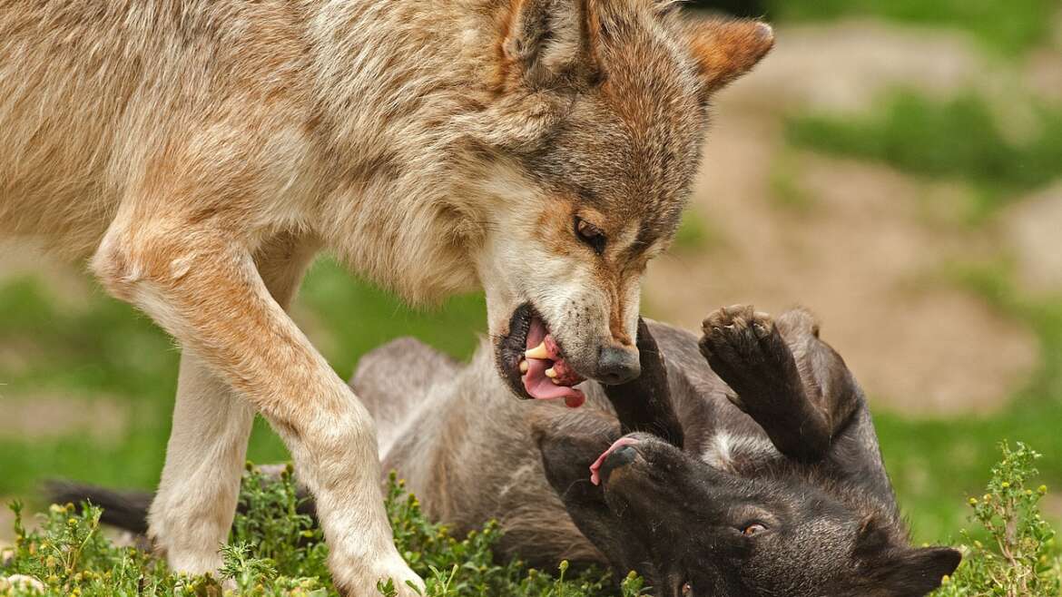 Köpeklerde Kulak Enfeksiyonları: Tedavi Yöntemleri ve Önleme Yolları