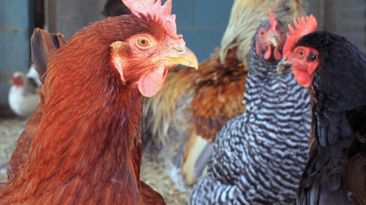 Köpek Mamasında Olması Gereken Protein, Yağ, Karbonhidrat Oranları Nelerdir?