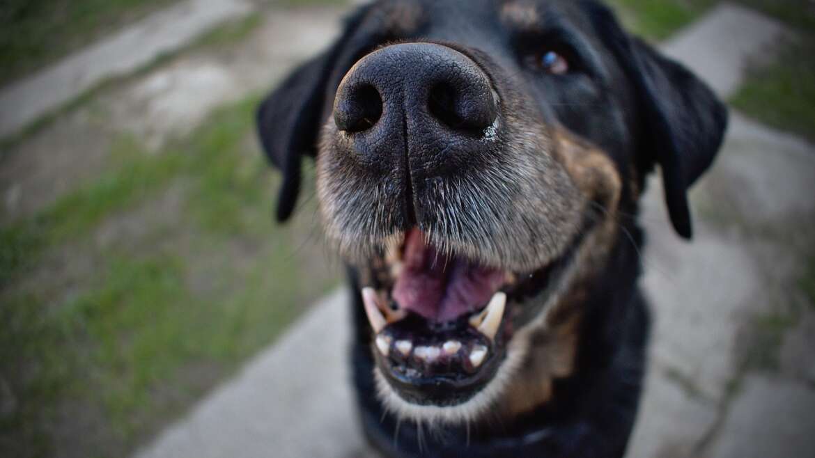 Köpeklerde Kırık Diş