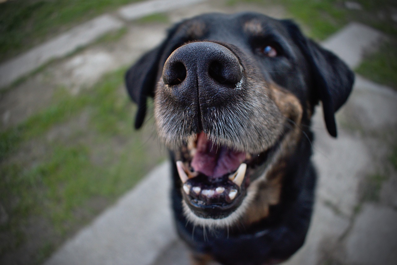 Köpeklerde Kırık Diş