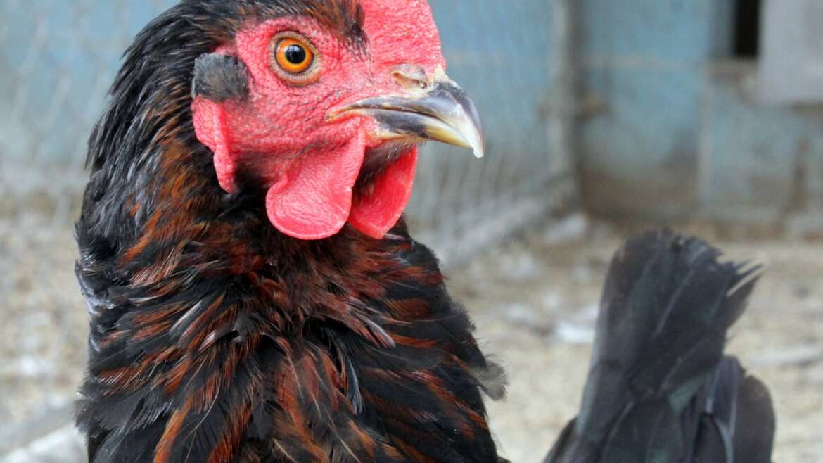 Köpek Maması Seçiminde Kaynaklar