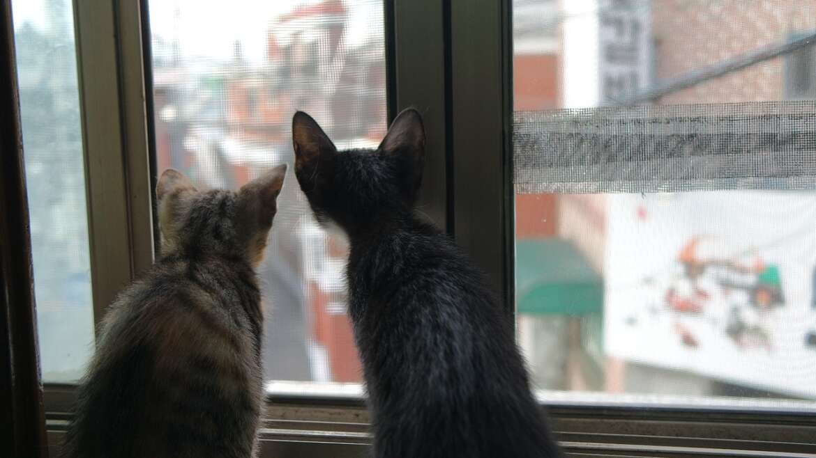 Kedi Sağlığının Püf Noktaları