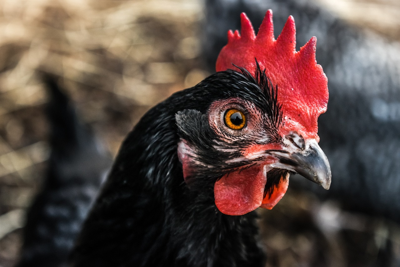 Köpek Maması Alırken Nelere Dikkat Etmek Gerekiyor?