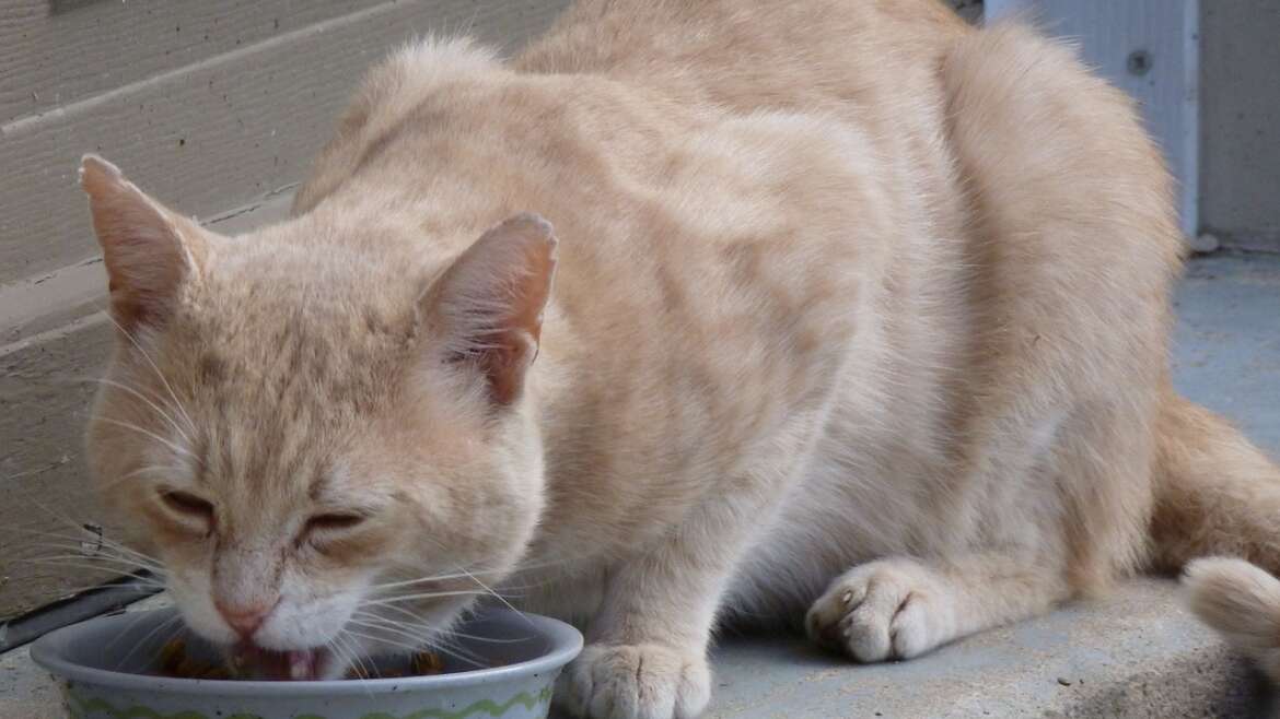 En Sağlıklı Kedi Mamaları Hangileri?