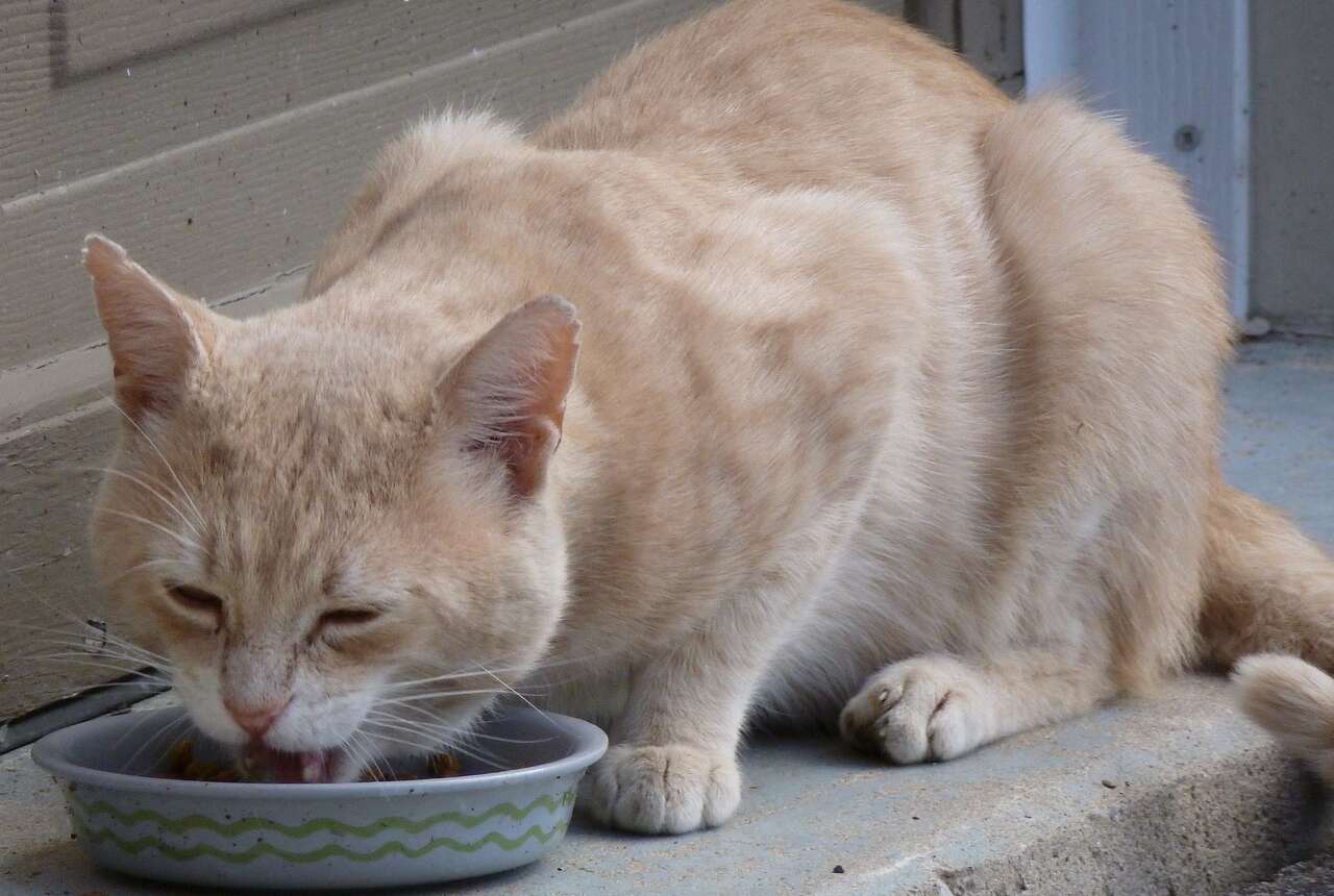 En Sağlıklı Kedi Mamaları Hangileri?