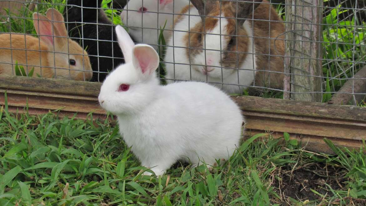 Kedilere Özel Beslenme Rehberi Ve Mama Tercihleri