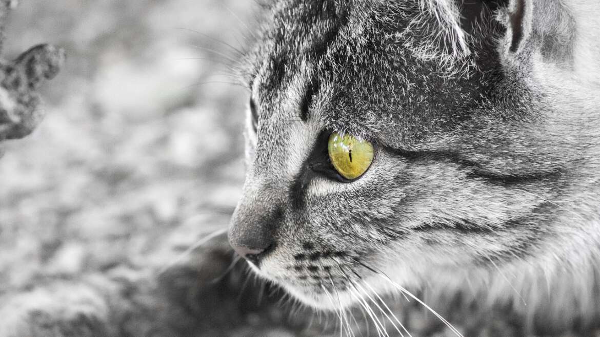 Köpeklerde Alerjiler: Nedenleri ve Tedavi Yöntemleri