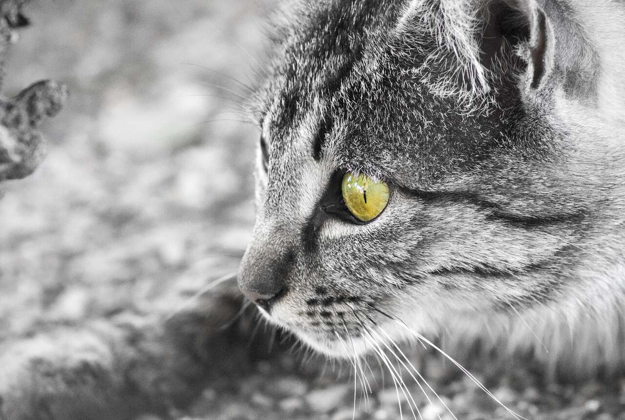 Köpeklerde Alerjiler: Nedenleri ve Tedavi Yöntemleri