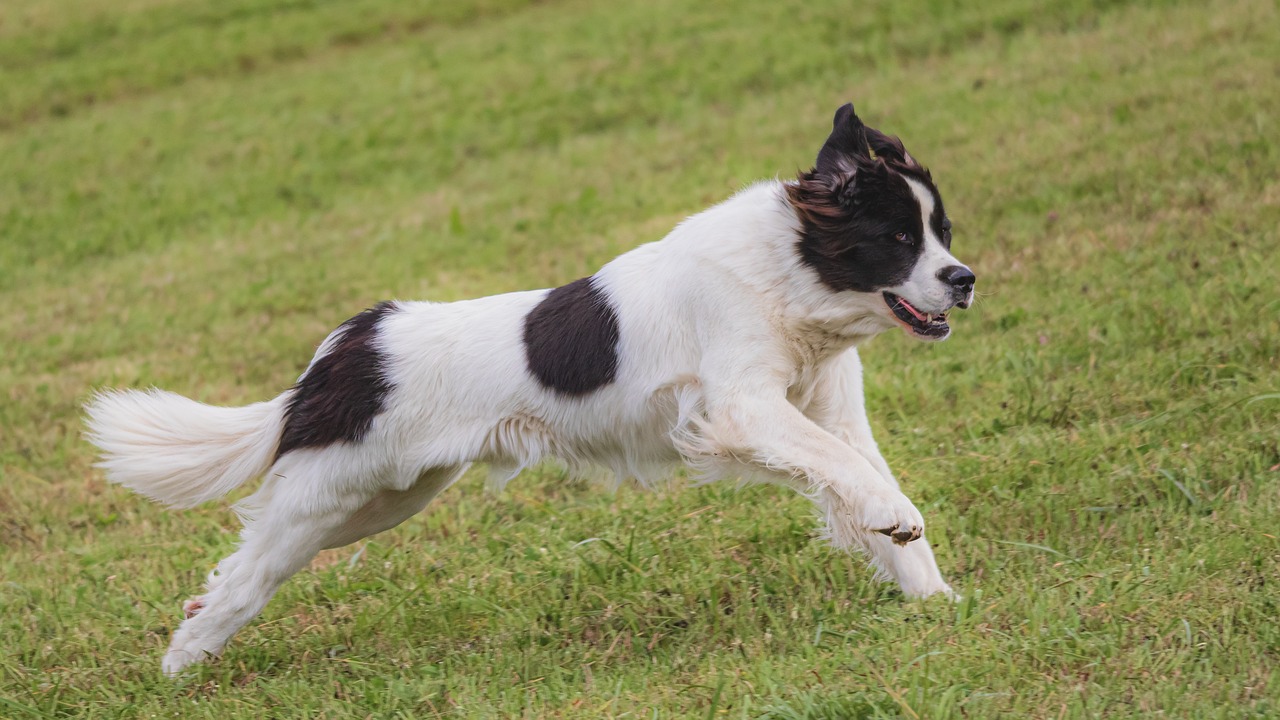 Köpeklerde Mide Rahatsızlıkları: Nedenleri ve Tedavi Yöntemleri