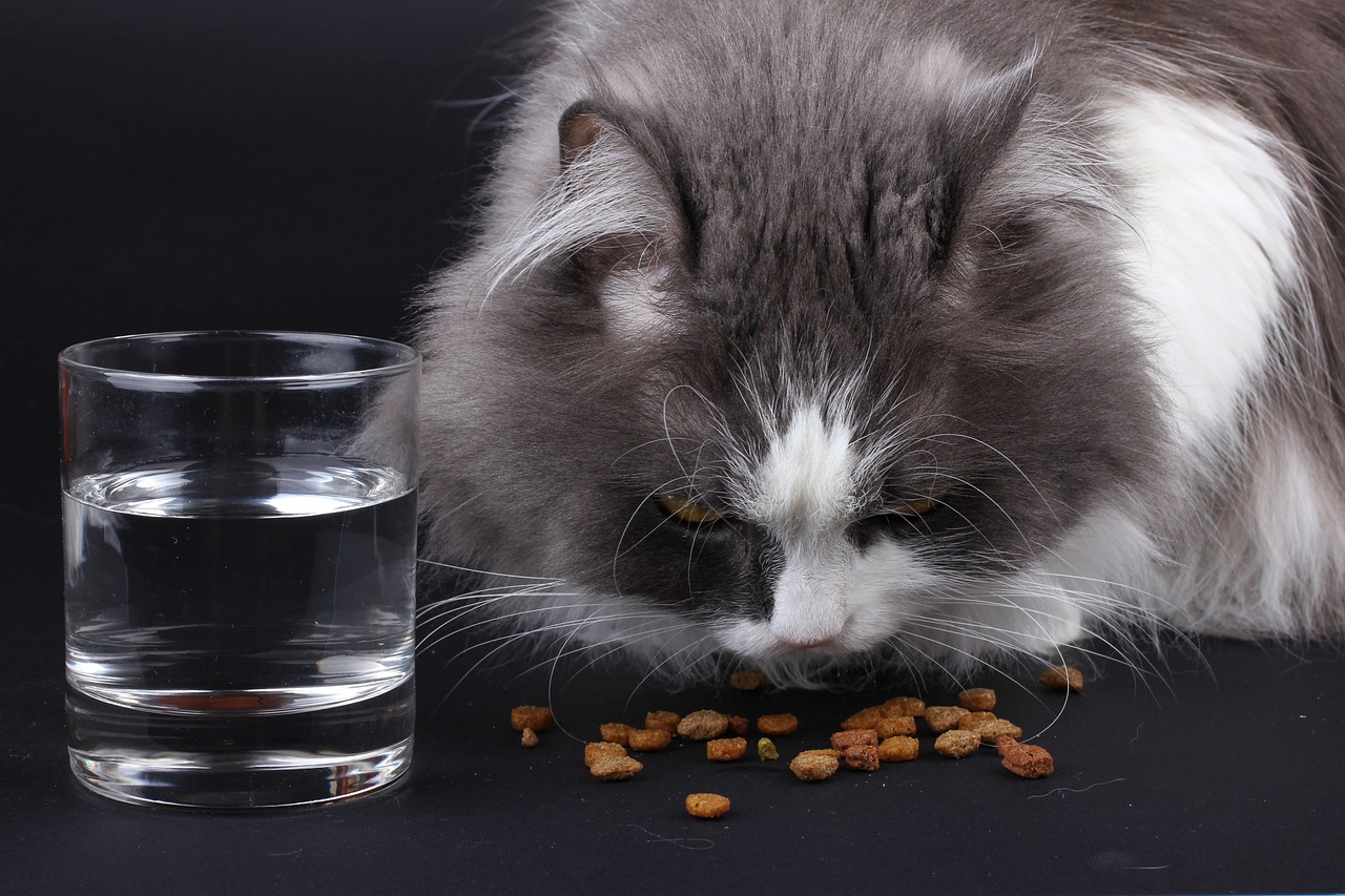 Kedi Beslemede Doğru Yöntemler ve Mama Tercihleri