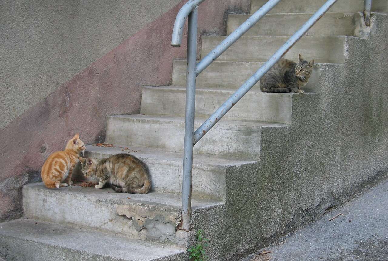 Kedi Sağlığı İçin En İyi Mamalar