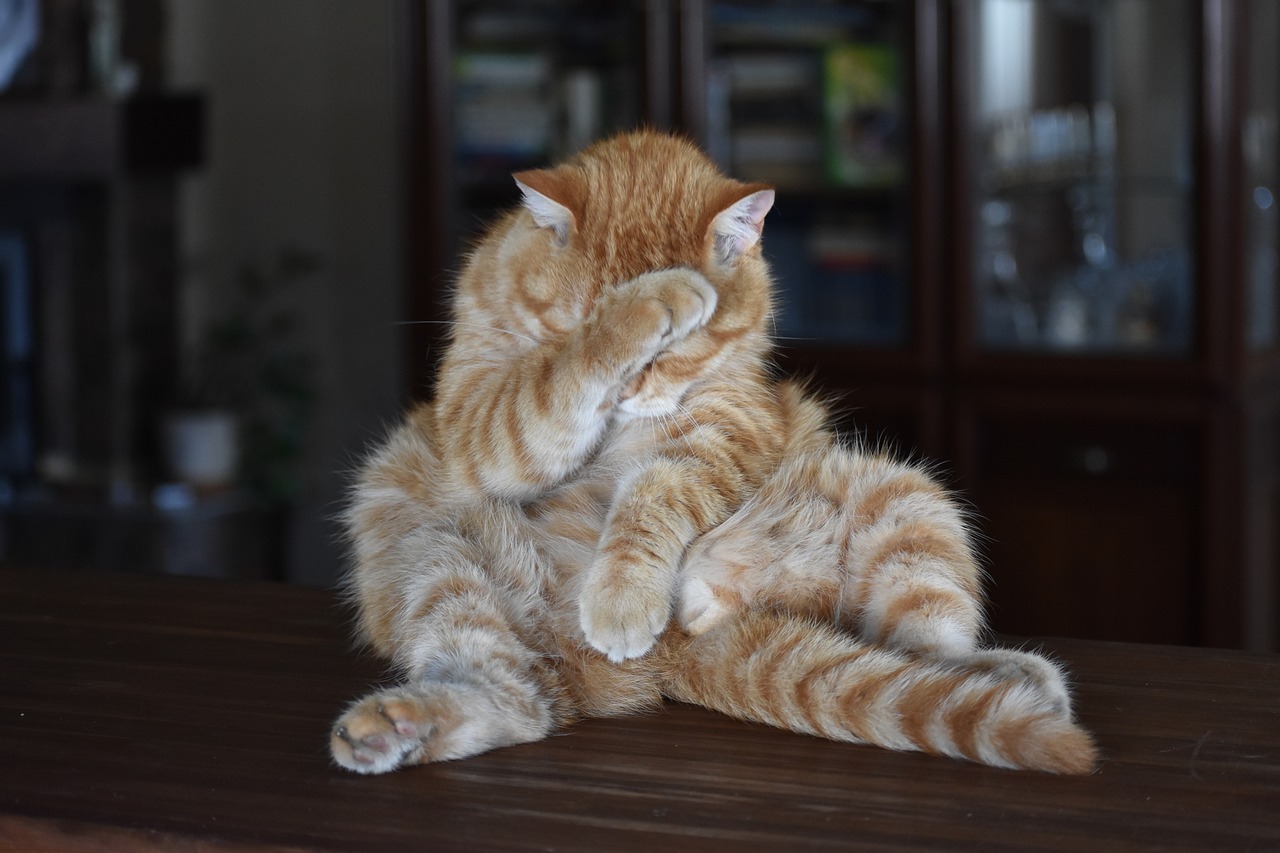 Kedi Maması Seçerken Etiket Okumanın Önemi