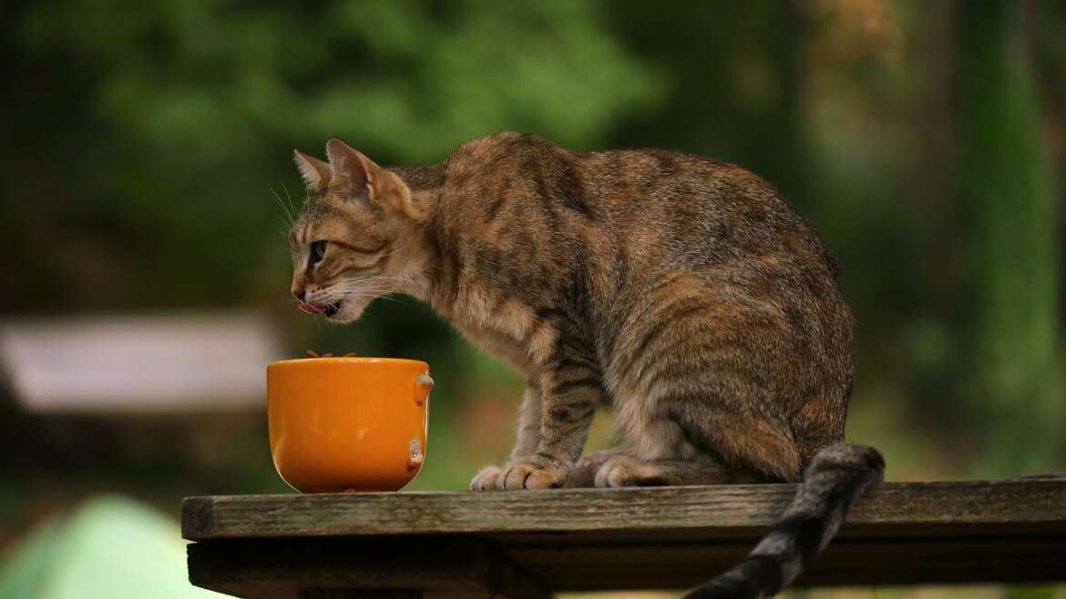 Kurmaktan Kaçınmanız Gereken Ev Yapımı Kedi Mamaları